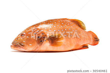 coral trout fish isolated on white background coral trout fish isolated on white background 30540461