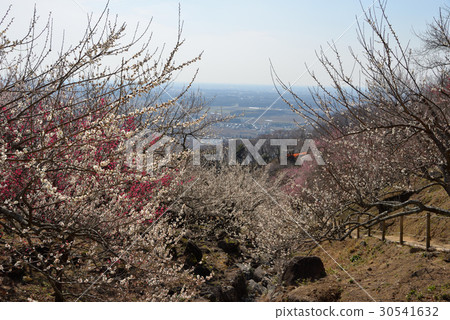 梅花 梅花 30541632