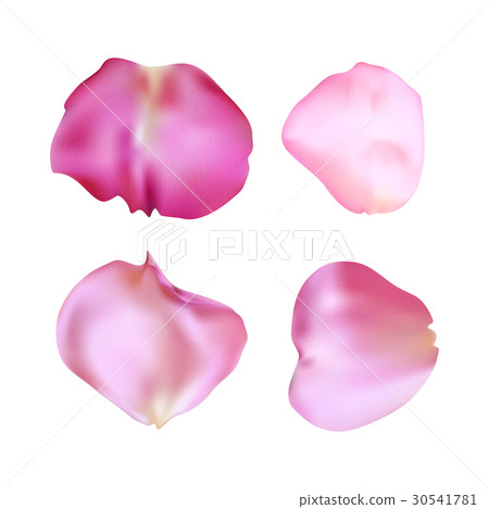 Pink rose petals set. Realistic vector 30541781
