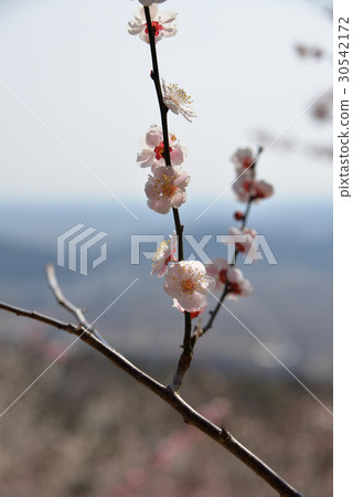梅花 梅花 30542172