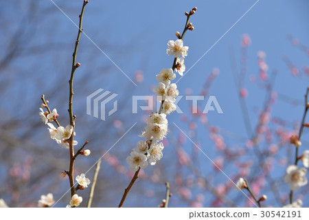 Plum blossom Plum blossom 30542191