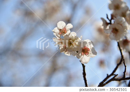 梅花 梅花 30542501