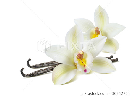 Double vanilla flower 2 isolated on white 30542701