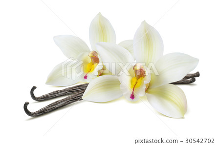Double vanilla flower pods isolated on white Double vanilla flower pods isolated on white 30542702