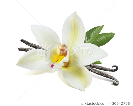 Vanilla flower sticks and leaves isolated Vanilla flower sticks and leaves isolated 30542706