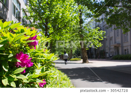 Rikkyo University, diameter of Suzuku Rikkyo University, diameter of Suzuku 30542728