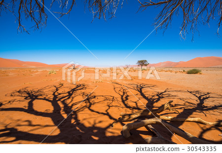 Dead Camelthorn Trees in Sossusvlei, Namibia Dead Camelthorn Trees in Sossusvlei, Namibia 30543335