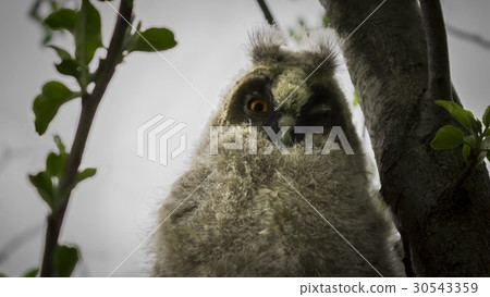 A chick of an owl sits on a branch 30543359