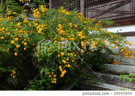 Yamabuki of Kyoto Matsuo Taisha Shrine 30543954