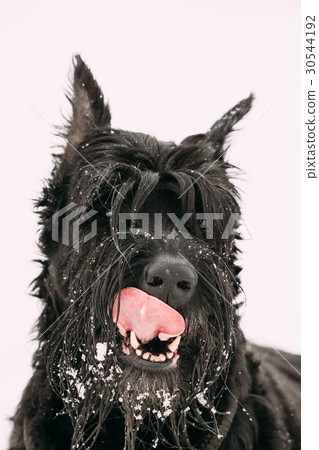 Portrait Of  Young Black Giant Schnauzer O 30544192