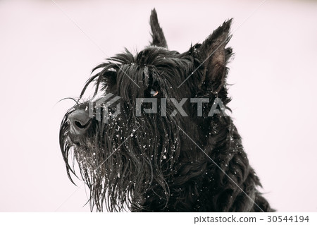 Portrait Of  Young Black Giant Schnauzer O 30544194