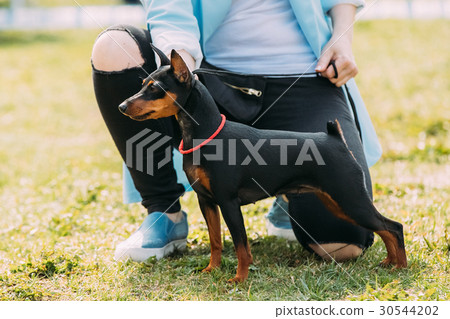 Black Miniature Pinscher Zwergpinscher, Min Pin 30544202