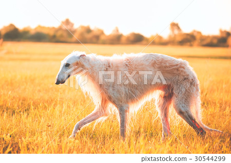 White Russian Dog, Borzoi Walking Running In White Russian Dog, Borzoi Walking Running In 30544299
