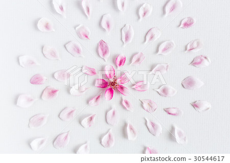top view on round pattern of sacura flowers laying top view on round pattern of sacura flowers laying 30544617