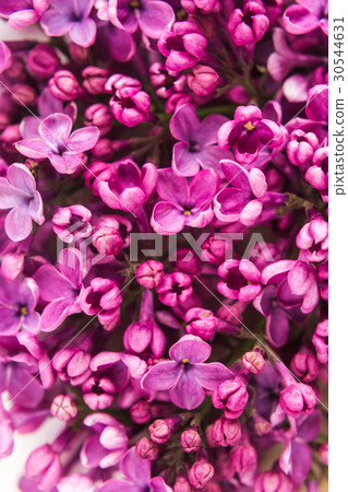 background filled with close up beautiful pirple 30544631
