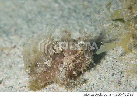 rog魚 rog魚 30545283