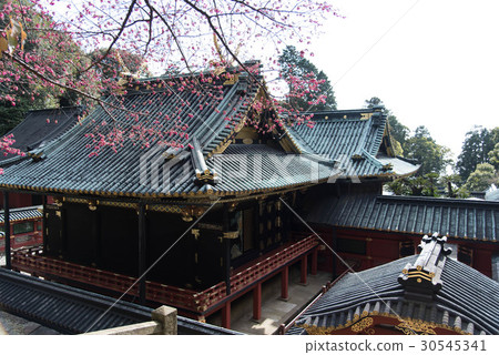 Kunozan Toshogu Shizen Shizuoka Shrine 30545341