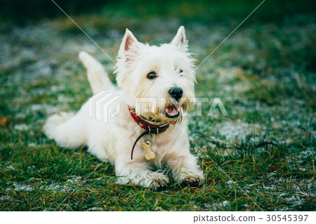 Small West Highland White Terrier - Westie, Westy 30545397