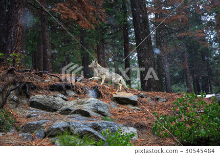 Coyote during snowfall at Yosemite National Park Coyote during snowfall at Yosemite National Park 30545484