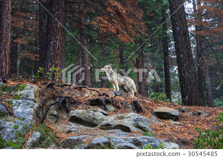Coyote during snowfall at Yosemite National Park Coyote during snowfall at Yosemite National Park 30545485