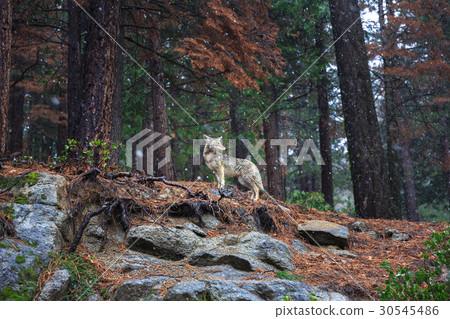 Coyote during snowfall at Yosemite National Park Coyote during snowfall at Yosemite National Park 30545486