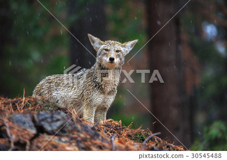 Coyote during snowfall at Yosemite National Park Coyote during snowfall at Yosemite National Park 30545488