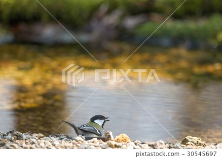 Tits titled Japanese Tit 30545697