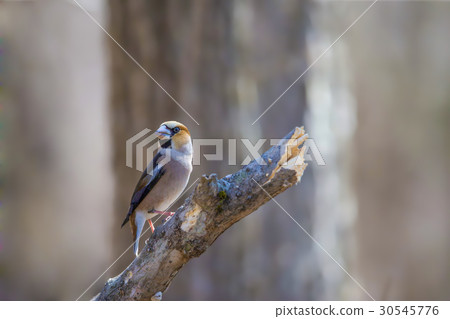 Shime-Hawfinch 30545776