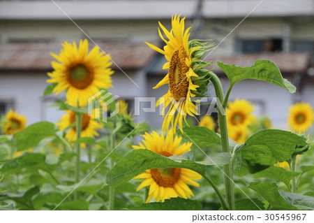 Sunflower of Kamiooka, Konan-ku, Yokohama-shi 5 Sunflower of Kamiooka, Konan-ku, Yokohama-shi 5 30545967
