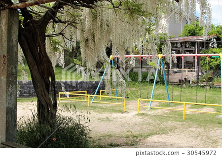 紫藤架在公園裡 紫藤架在公園裡 30545972