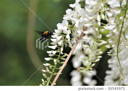 Shirahata and flower bees Shirahata and flower bees 30545973