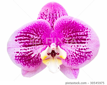 Purple phalaenopsis orchid flower Purple phalaenopsis orchid flower 30545975