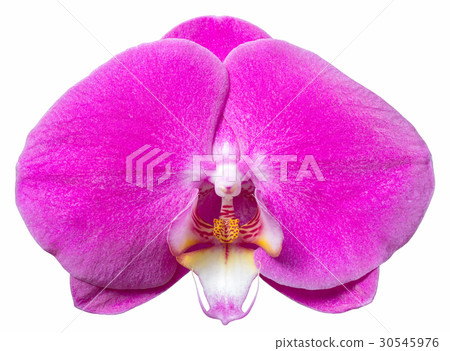 Purple phalaenopsis orchid flower Purple phalaenopsis orchid flower 30545976