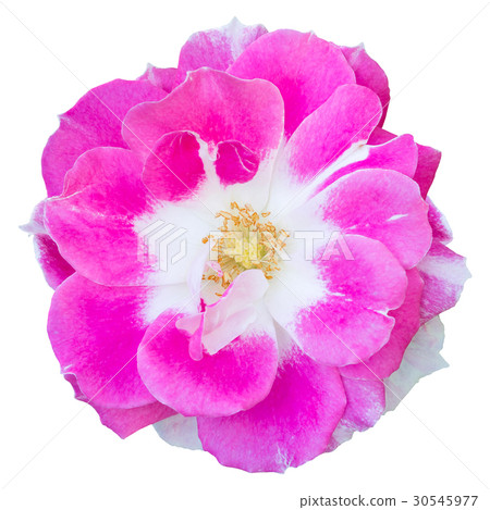Pink rose flower isolated on white Pink rose flower isolated on white 30545977