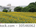 Kanagawa Zama flower sunflower 22 30546062
