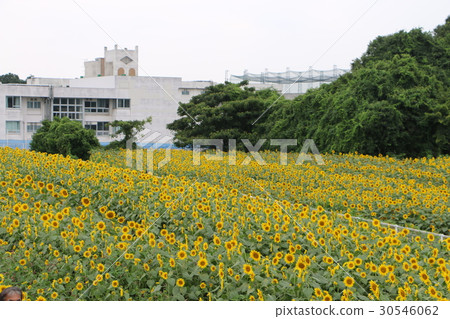 Kanagawa Zama flower sunflower 22 30546062