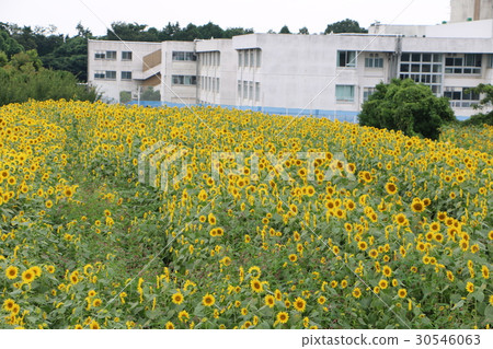 Kanagawa Zama flower sunflower 21 30546063