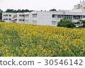 Kanagawa Zama flower sunflower 31 30546142