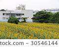 Kanagawa Zama flower sunflower 33 30546144