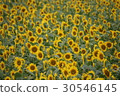 Kanagawa Zama flower sunflower 34 30546145