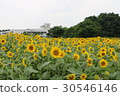 Kanagawa Zama flower sunflower 35 30546146