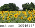Kanagawa Zama flower sunflower 36 30546147