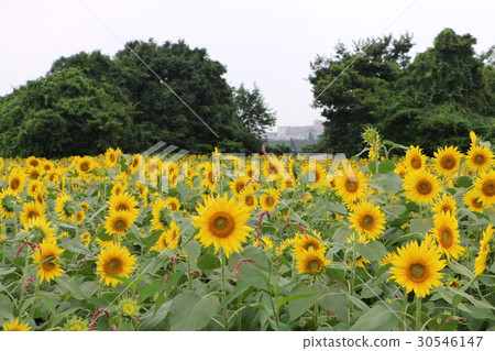 Kanagawa Zama flower sunflower 36 30546147