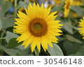 Kanagawa Zama flower sunflower 37 30546148