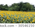 Kanagawa Zama flower sunflower 38 30546150