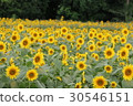 Kanagawa Zama flower sunflower 39 30546151