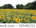 Kanagawa Zama flower sunflower 40 30546152
