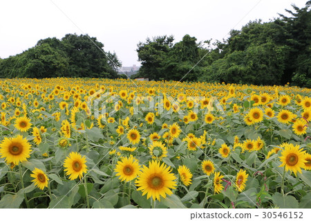 Kanagawa Zama flower sunflower 40 30546152