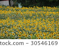 Kanagawa Zama flower sunflower 43 30546169