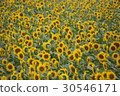 Kanagawa Zama flower sunflower 41 30546171